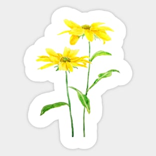 2 yellow Jerusalem daises watercolor Sticker